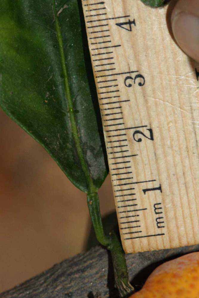              Unifoliolate leaf (Riverside, CA)       